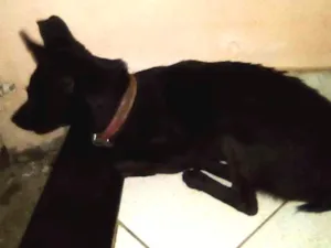 Cachorro raça Vira lata idade 4 anos nome Sophia