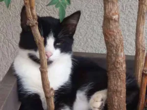 Gato raça Srd idade 7 a 11 meses nome Maria