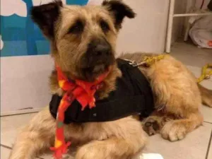 Cachorro raça Srd idade 2 anos nome Frederico