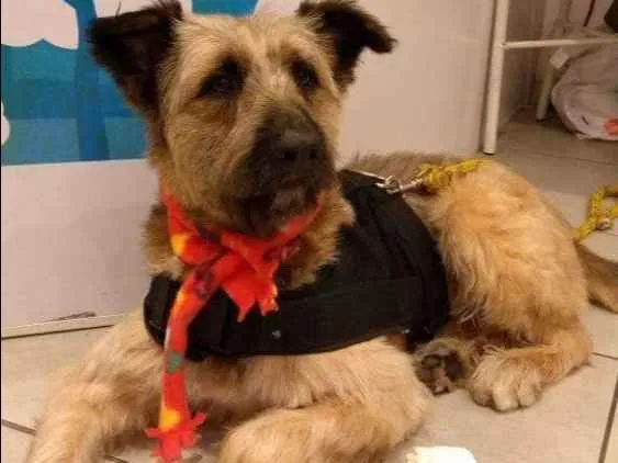 Cachorro ra a Srd idade 2 anos nome Frederico