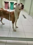 Cachorro raça Pit-Bull idade  nome Chanel