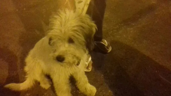 Cachorro ra a mix idade 2 a 6 meses nome Pity