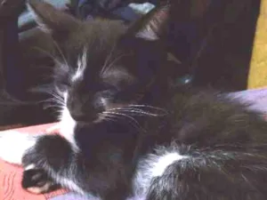Gato raça SRD idade Abaixo de 2 meses nome Diana