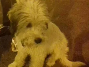 Cachorro raça mix idade 2 a 6 meses nome Pity