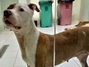 Cachorro raça Pit-Bull idade  nome Chanel