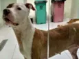 Cachorro raça Pit-Bull idade  nome Chanel
