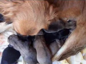 Cachorro raça Mista idade Abaixo de 2 meses nome Thor , alerquina 