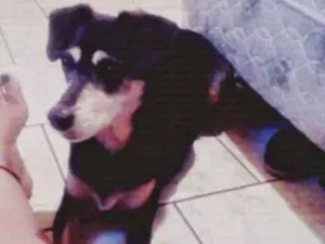 Cachorro raça Vira lata idade 6 ou mais anos nome Bruma