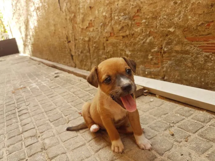 Cachorro ra a Sem raça idade Abaixo de 2 meses nome Sem nome