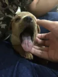 Panqueca