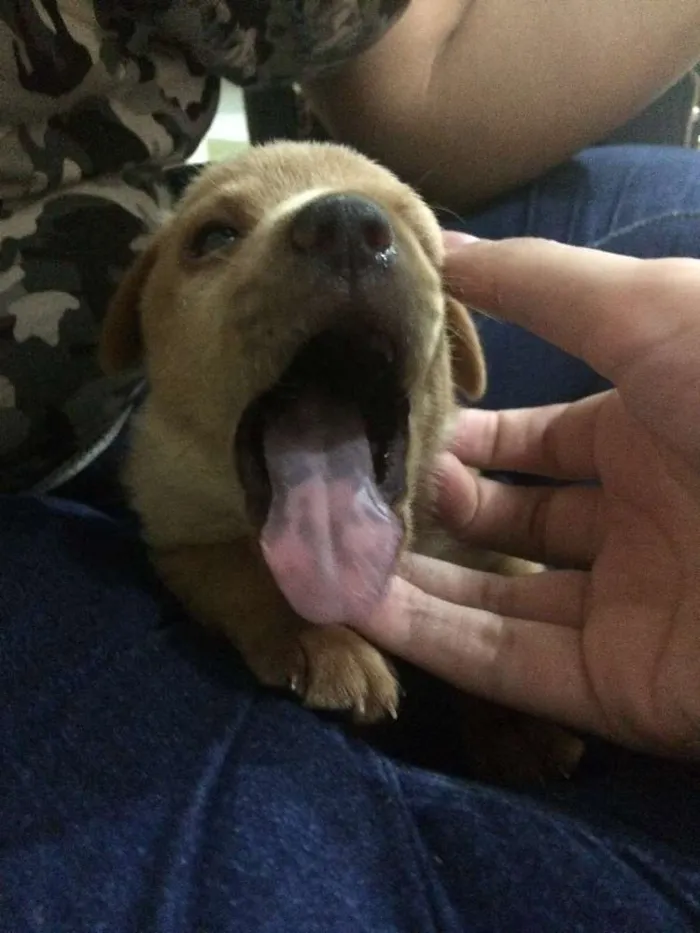 Cachorro ra a Chow chow com outra raça idade Abaixo de 2 meses nome Panqueca