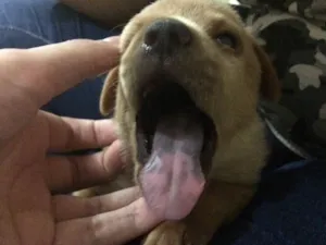 Cachorro raça Chow chow com outra raça idade Abaixo de 2 meses nome Panqueca
