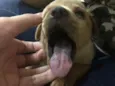 Panqueca