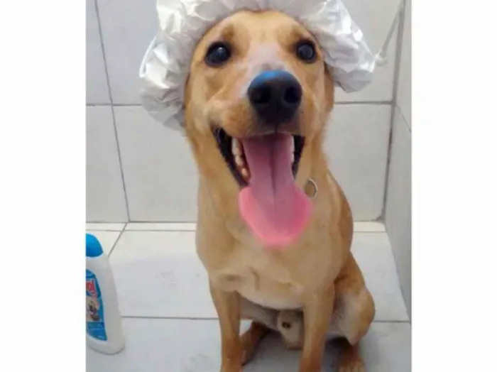 Cachorro ra a Vira lata -mestiço de labrador idade 3 anos nome Thor
