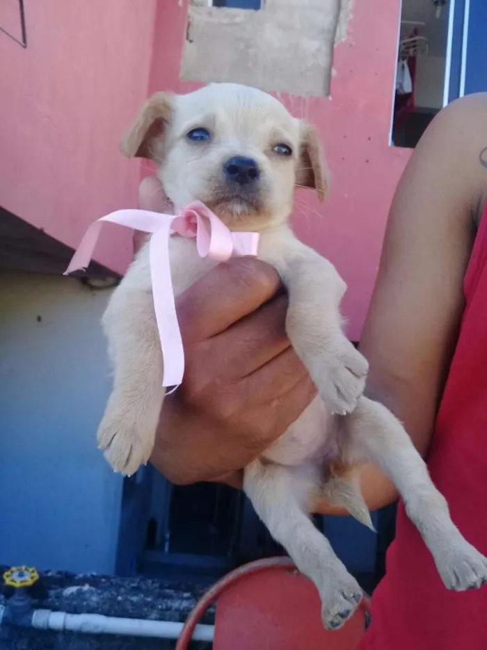 Cachorro ra a Vira lata idade 2 a 6 meses nome Sem nome