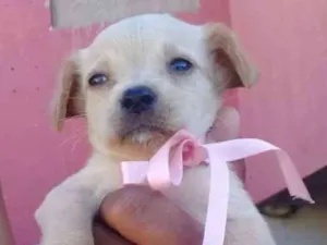 Cachorro raça Vira lata idade 2 a 6 meses nome Sem nome