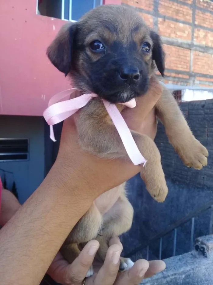 Cachorro ra a Vira lata idade 2 a 6 meses nome Sem nome