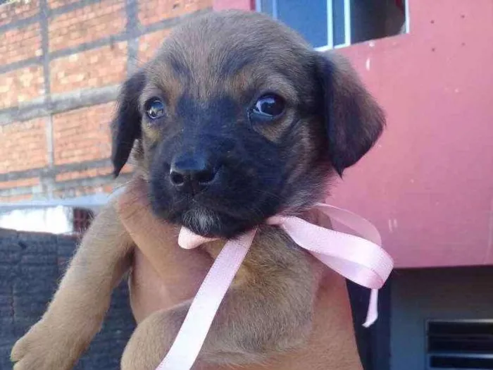 Cachorro ra a Vira lata idade 2 a 6 meses nome Sem nome