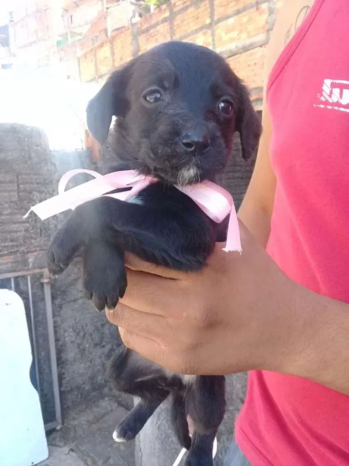 Cachorro ra a Vira lata idade 2 a 6 meses nome Sem nome