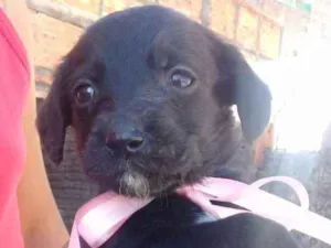 Cachorro raça Vira lata idade 2 a 6 meses nome Sem nome