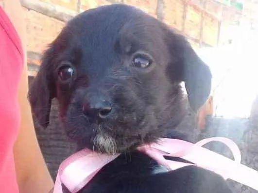 Cachorro ra a Vira lata idade 2 a 6 meses nome Sem nome