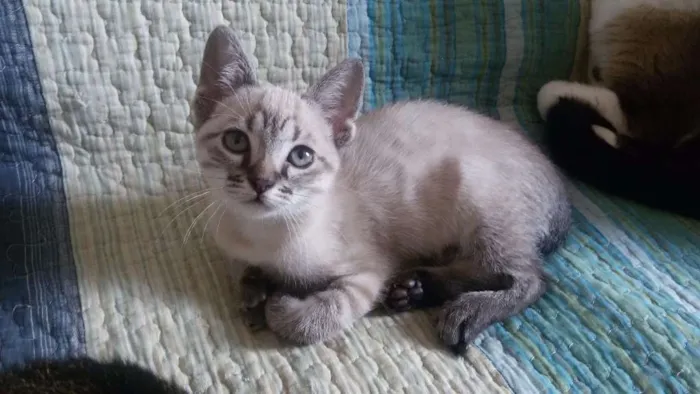 Gato ra a SRD idade 2 a 6 meses nome Tina