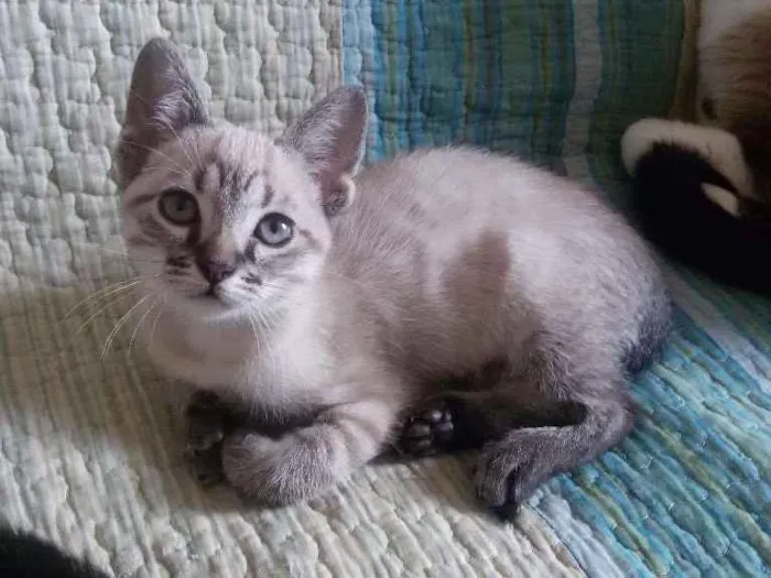 Gato ra a SRD idade 2 a 6 meses nome Tina