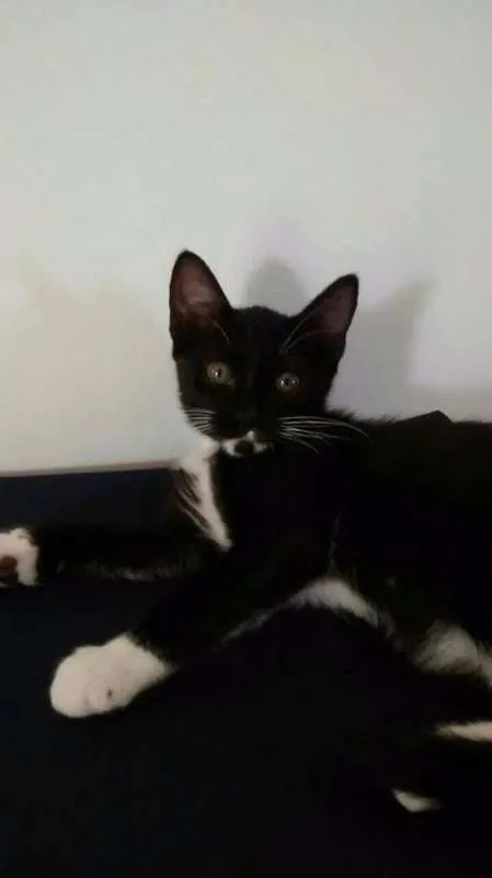Gato raça SRD idade 2 a 6 meses nome Sumiko e Yoko