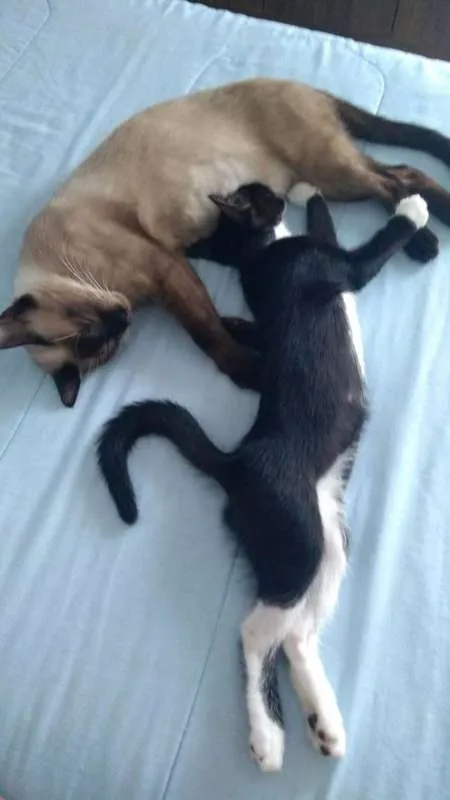 Gato raça SRD idade 2 a 6 meses nome Sumiko e Yoko