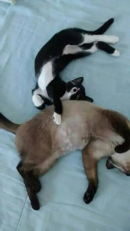 Gato raça SRD idade 2 a 6 meses nome Sumiko e Yoko