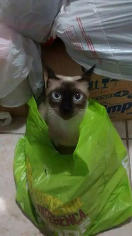 Gato raça SRD idade 2 a 6 meses nome Sumiko e Yoko