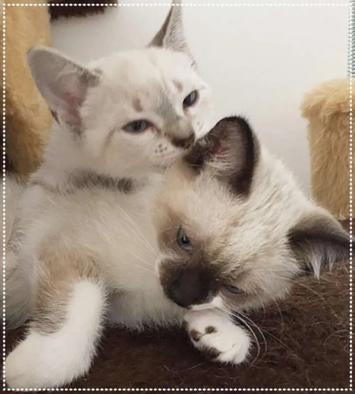 Gato ra a SRD idade 2 a 6 meses nome lizzie e Luna
