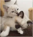 lizzie e Luna