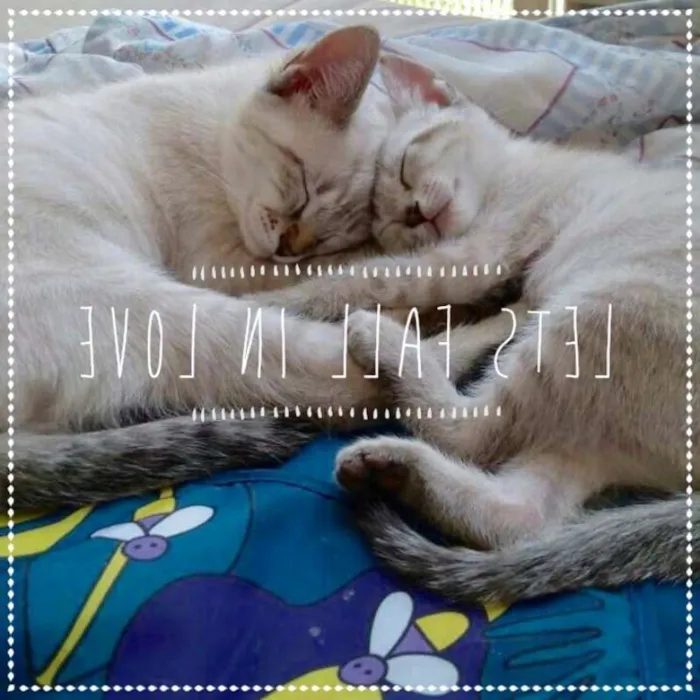 Gato ra a srd idade 2 a 6 meses nome Louise e Jeremy