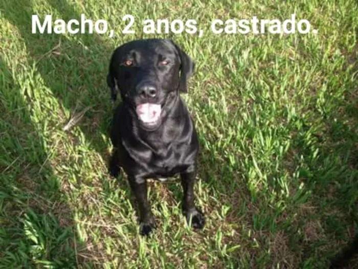 Cachorro ra a Labrador idade 2 anos nome Negão