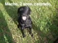 Negão