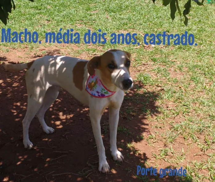 Cachorro ra a Srd idade 2 anos nome Uísque