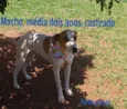 Uísque