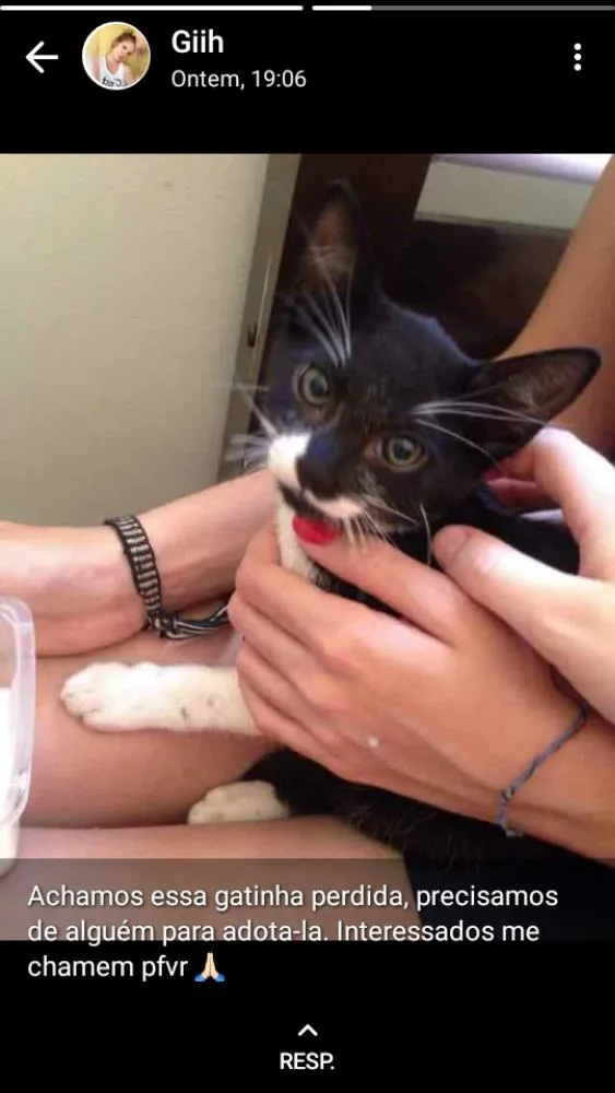 Gato ra a N/H idade 2 a 6 meses nome N/H