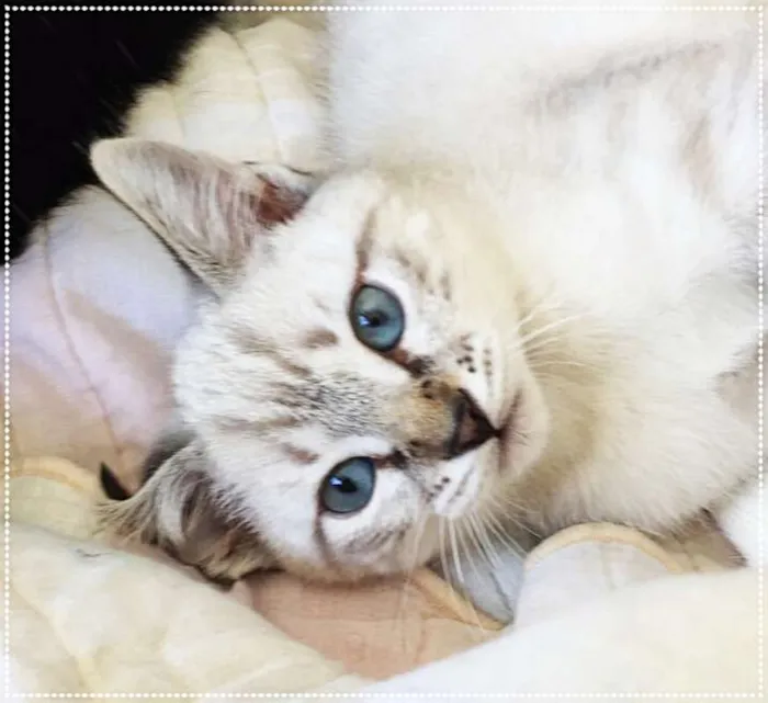 Gato ra a srd idade 2 anos nome Violet e Cia