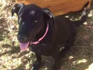 Cachorro raça Srd idade 1 ano nome Bebê