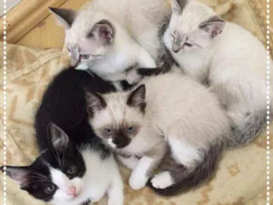 Gato raça srd idade 2 anos nome Violet e Cia