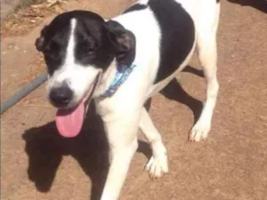 Cachorro raça Srd idade 1 ano nome Chaplin