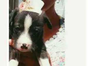 Cachorro raça Vira lata idade Abaixo de 2 meses nome Sem nome