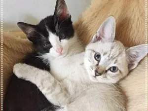 Gato raça srd idade 2 a 6 meses nome Lancelote/ Lancaster