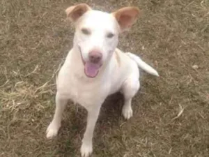Cachorro raça Srd idade 1 ano nome Rian