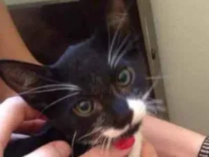 Gato raça N/H idade 2 a 6 meses nome N/H