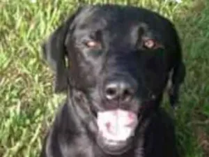 Cachorro raça Labrador idade 2 anos nome Negão