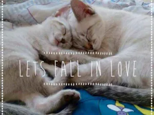 Gato raça srd idade 2 a 6 meses nome Louise e Jeremy