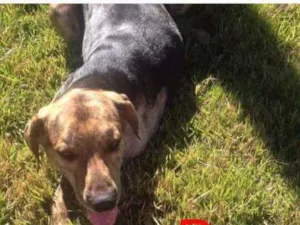Cachorro raça Srd idade 4 anos nome Pluto